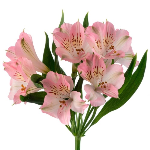 Альстромерия розовая