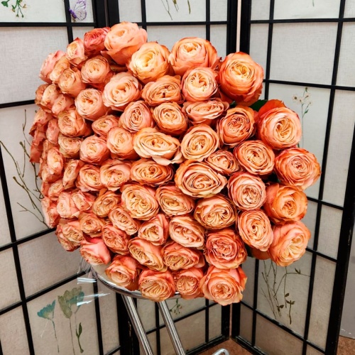 Розы Эквадор Премиум