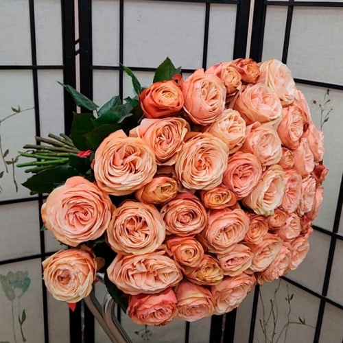 Розы Эквадор Кахала фото 3