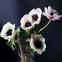 Анемоны белые