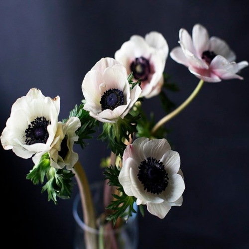 Анемоны белые Анемоны белые