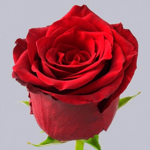 Роза Эквадор Эксплорер фото 2