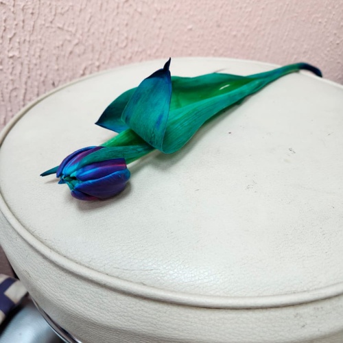 Тюльпан пионовидный синий фото 2 Тюльпан пионовидный синий фото 2