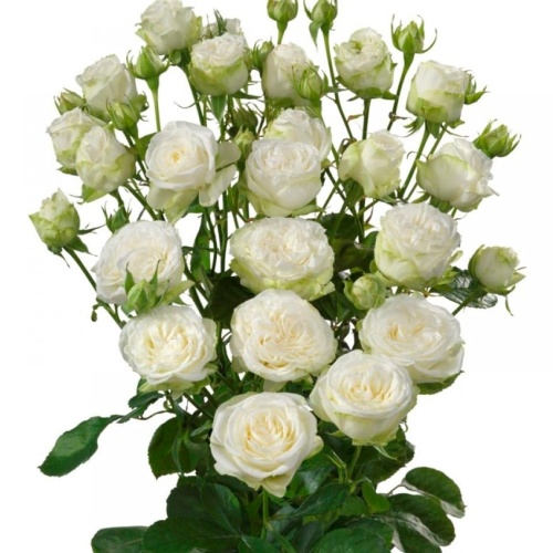 Роза Бомбастик Вайт Эквадор Премиум