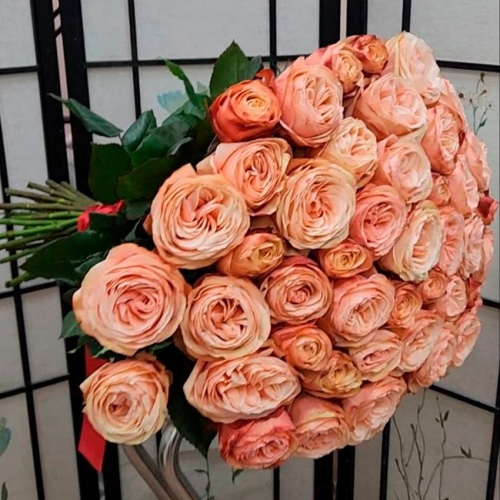 Розы Эквадор Кахала фото 2