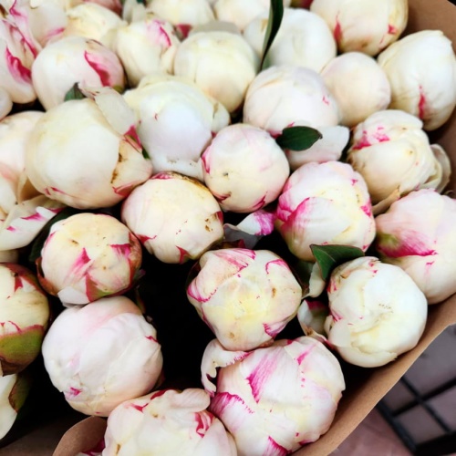 Пионы белые Голландия фото 5 Пионы белые Голландия фото 5