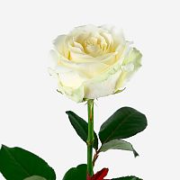 Роза Эквадор Аваланж