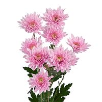 Хризантема Балтика розовая