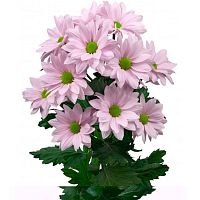 Хризантема Кеннеди нежно-розовая