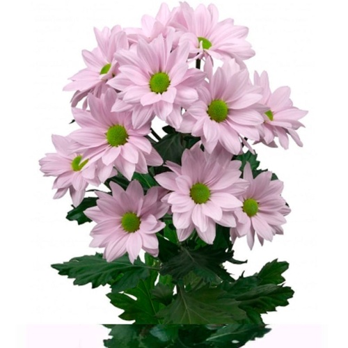 Хризантема Кеннеди нежно-розовая