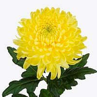 Хризантема Одноголовая Деко Магнум