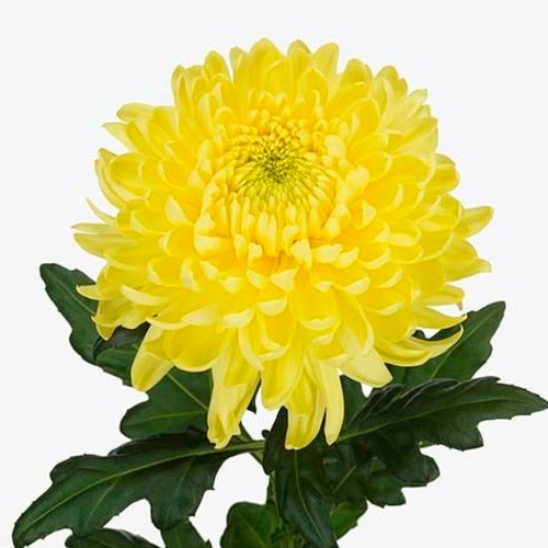 Хризантема Одноголовая Деко Магнум