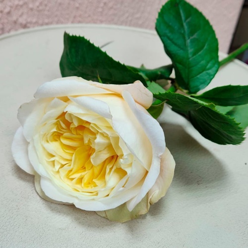 Роза пионовидная Дэвида Остина фото 2