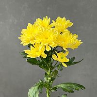 Хризантема Балтика жёлтая
