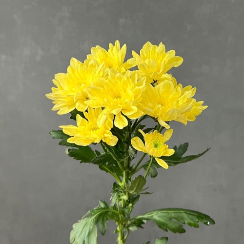 Хризантема Балтика жёлтая