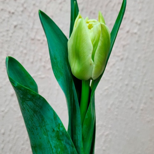 Тюльпан пионовидный фото 4