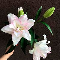 Лилия пионовидная