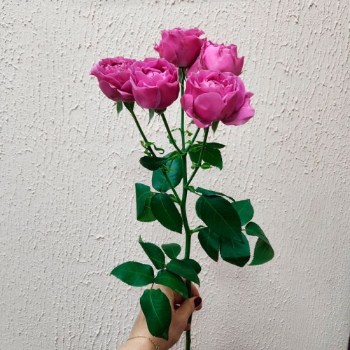 Роза кустовая Джульетта Серис фото 3