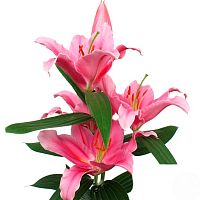 Лилия кустовая розовая