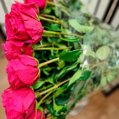 Розы Эквадор Хотспот фото 5