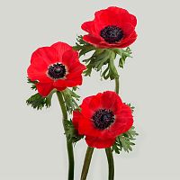 Анемоны красные