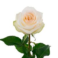 Роза Эквадор Канделайт