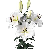 Лилия кустовая белая