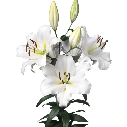 Лилия кустовая белая Лилия кустовая белая
