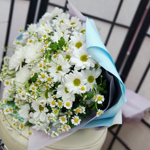 Хризантемы Танацетум фото 3