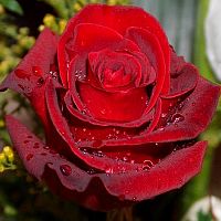 Роза Эквадор Эксплорер