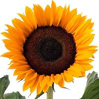 Подсолнухи