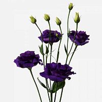 Эустома Фиолетовая (Лизиантус)