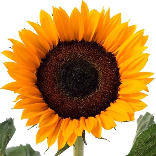 Подсолнухи