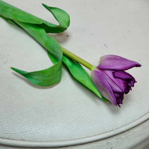 Тюльпан пионовидный фиолетовый фото 3