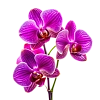 Орхидеи