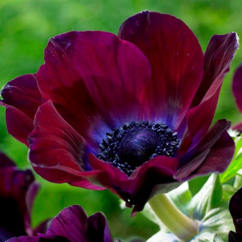 Анемоны бордовые Анемоны бордовые