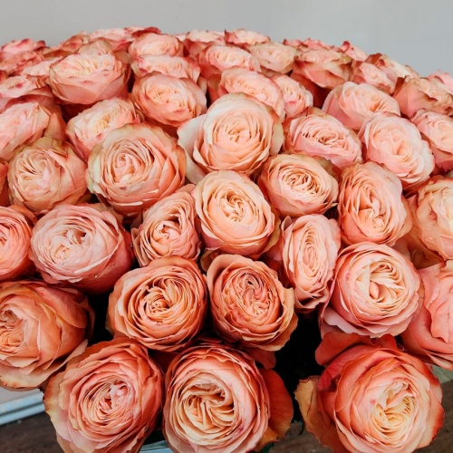 Розы Эквадор Премиум фото 4