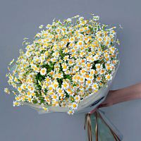 Ромашки Танацетум