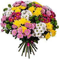 Хризантема Кустовая микс