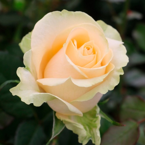 Роза Эквадор Аваланж фото 2