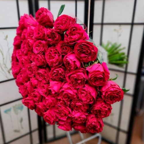 Розы Эквадор Хотспот фото 2