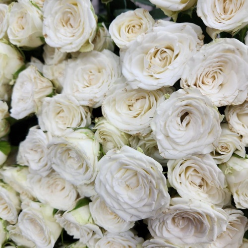 Роза пионовидная кустовая фото 5