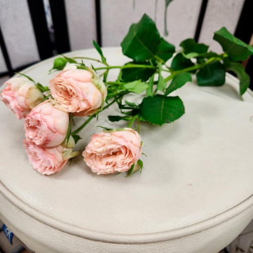 Роза пионовидная кустовая фото 3