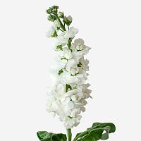 Маттиолы белые