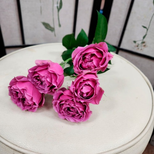 Роза кустовая Джульетта Серис фото 2