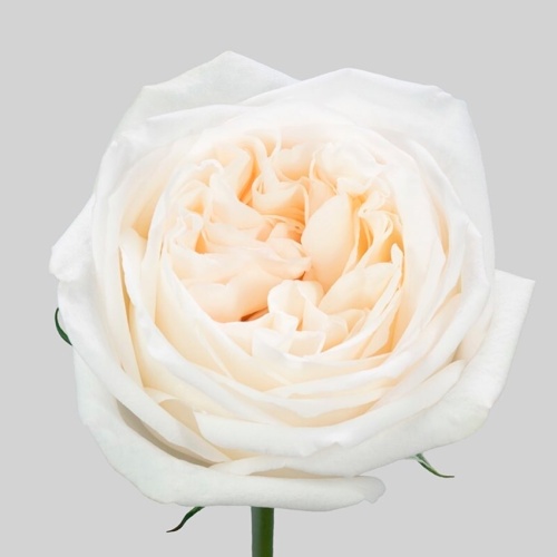 Роза Эквадор Пионовидная Вайт Охара фото 2