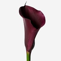 Каллы бордовые