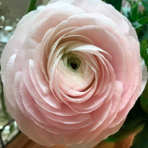 Ранункулюс розовый