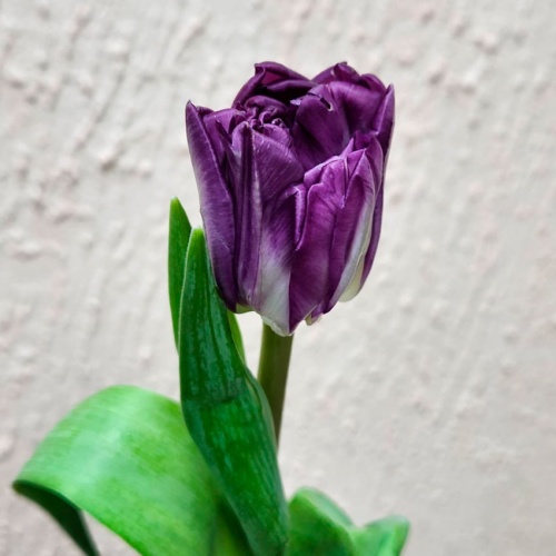 Тюльпан пионовидный фиолетовый фото 2