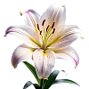 Лилии